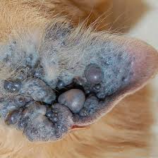 Angell Veterinary Dermatology Service Phone 617 524 5733 Home Facebook