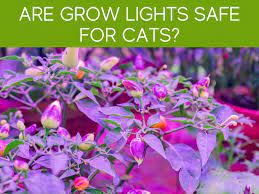 We did not find results for: Are Led Lights Safe For Cats Greenhouse Today