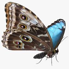 3d Morpho Peleides Butterfly Rigged Model Morpho Butterfly Rigs