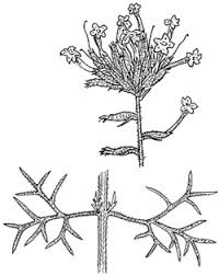 Image result for Verbena aristigera