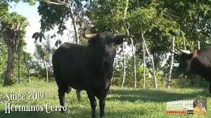 Pin By Leopoldo Aaron On Fotografias De Toros Bravos Y Vacas Bravas In 2020 Animals Horses Cow