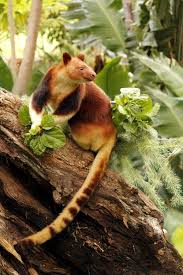 Tree Kangaroo Beautiful Golden And Brown On Dead Tree Animals Nature Animals Animals Beautiful