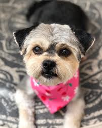 Steezy, Rufio, Sammy, Lulu, Buddy, Sunshine and Hana🐶🫧💕  #torontodogsofinstagram #torontodoglovers #dogsofinstagram  #dogsoftrinitybellwoods #dogsofinstagram #doggroomersofinstagram  #doggrooming #doggroomingsalon #doghaircut #dogspa #petgrooming ...