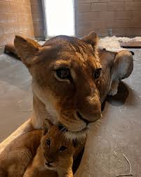 Fresno Chaffee Zoo added a new photo.