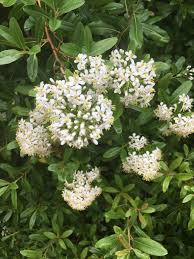 Image result for Escallonia