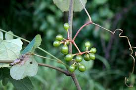 Image result for Ampelocissus