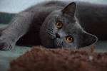 Grey Russian Blue Exotic Shorthair