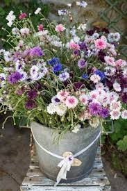 Pin By Peggy Fisher Elam On Flowers Flower Garden Beautiful Flowers Love Flowers