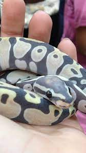 Scaleless Ball Python Scaleless Ball Python Ball Python Pretty Snakes