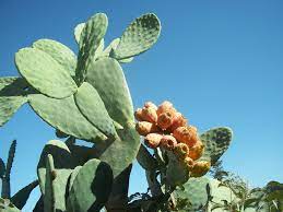 It has different sizes depending on the nopal salad to lose weight and cure skin problems. Eating Cactus Can Regulate Glucose Levels In Diabetics