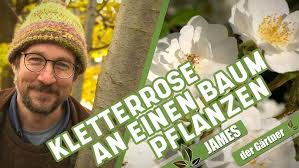 Rambler an Bäume pflanzen für tollen Herbstschmuck und eine lange Blüte im  Sommer