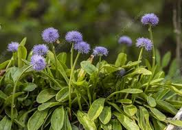 Image result for Scleria globonux