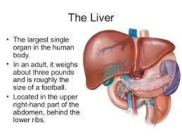 This particular organ is exclusive to the chordates and is absent in liver diagram. Your Liver