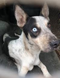 Final purchase price shall be determined by. Twelve Living Dogs Found Inside Zanesville Home Two Others Dead In Basement Y City News