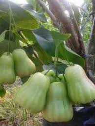 Apabila terlalu padat, sahabat 99 dapat menambahkan satu sendok madu atau. Buah Jambu Madu Merah Berulat