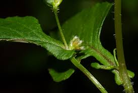 Image result for Persicaria nepalensis