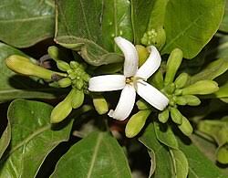 Image result for Morinda asteroscepa
