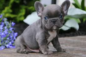 It's easy to imagine an english bulldog breeder pairing a male and female bulldog together and waiting for puppies to be born.then simply selling those puppies for huge profits with little or no work involved. French Bulldog Cost In Australia Royalbluefrenchbulldogs Com Bulldog Puppies French Bulldog French Bulldog Cost