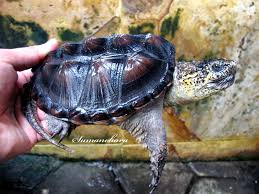 Kura Kura Common Common Snapping Turtle Chelydra Serpentina