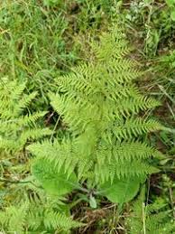 Image result for Dennstaedtiaceae