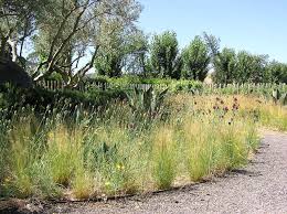 Van Sweden And Oehme Modern Garden Allium Garden Garden Design