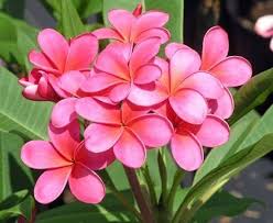 Use them in commercial designs under lifetime, perpetual & worldwide rights. Pin On Natures Miracle Plants