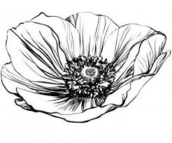 Trouvez d'autres vectoriels libres de droits dans la collection d'istock, qui contient des graphiques de beauté de la nature facilement téléchargeables. Une Fleur Photo Noir Et Blanc Du Pavot Coquelicot Dessin Dessin De Pavot Fleur Noir Et Blanc