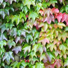 Image result for Parthenocissus