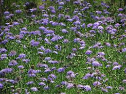 Image result for Scabiosa columbaria
