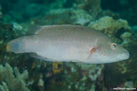 Image result for Oxyrhachis gracillima