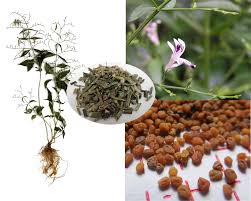 Image result for Motandra paniculata
