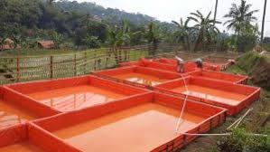7 Cara Budidaya Lele Di Kolam Terpal Untuk Pemula Ilmubudidaya Com