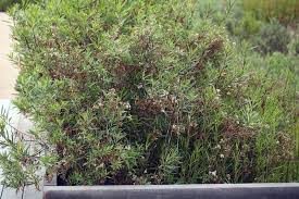 Image result for Maerua salicifolia