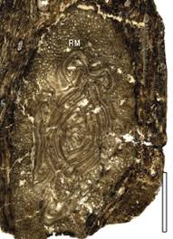 Image result for Iphigenia oliveri