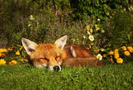 14 Fascinating Facts About Foxes Mental Floss Here you can explore hq sleeping fox transparent illustrations, icons and clipart with filter setting like size, type, color etc. 14 fascinating facts about foxes