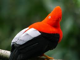 Birds Of Colombia La Mas Bella Unseen Pictures 4 You World Birds The Rock Photos Bird