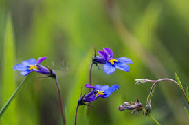 Image result for Monopsis decipiens