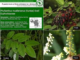 Image result for Phyllanthus muellerianus