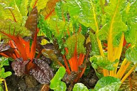 You can reduce your fuel costs up to 40% if you plant windbreaks on north, east and west of your home when you live in a windy climate. Winter Gardening Tips For Creating A Gorgeous Winter Garden Garden Design