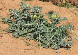 Image result for Papaveraceae