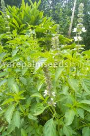 Image result for Ocimum