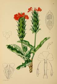 Image result for Crossandra greenstockii