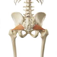 How to detect it and strengthening and stretching programs to help you heal. Piriformis Syndrom Ortopedi Sterk Helse Og Mental Utvikling