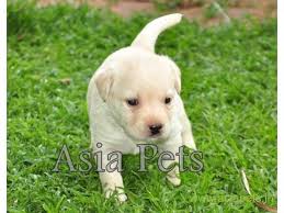As a result, they are the most popular dogs in the united states. Pin On Asia Pets Shop