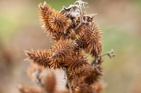 Image result for Xanthium