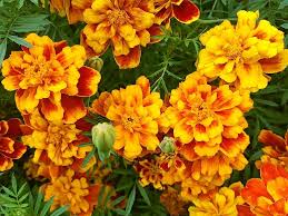 Tagetes is a genus of annual or perennial, mostly herbaceous plants in the sunflower family asteraceae. Insektensaatgut De Tagetes Tagetes Patula Sunrise