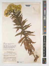 Image result for Helichrysum foetidum