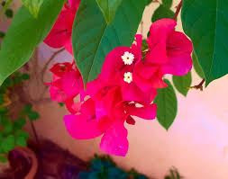 Nature S Beauty Pink Bonneville Flower Limited Edition Of 100 Photography By Ashita Mohile Saatchi Art