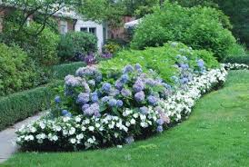 Hydrangea Limelight Dirt Simple Hydrangea Landscaping Hydrangea Garden Backyard Landscaping