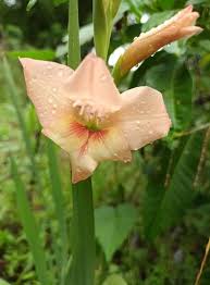 Image result for Gladiolus trichonemifolius